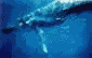 baleine à bosse - 60 kb