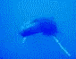 baleine à bosse (de face) - 75Kb