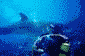 dauphin et plongeur - 44 Kb