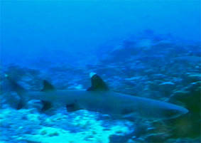 requin pointes blanche du lagon