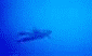 dauphins - 40 Kb